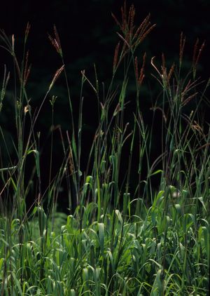 Tripsacum dactyloides (Eastern Gama Grass)