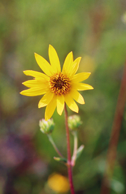 Helianthus occidentalis (Western Sunflower)