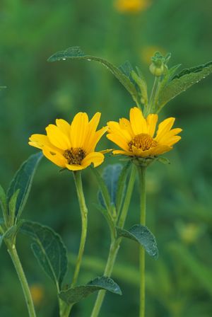Heliopsis helianthoides (Ox-eye Sunflower)