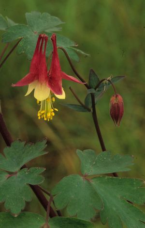 Aquilegia canadensis (Columbine)