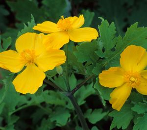 Stylophorum diphyllum (Celandine Poppy)