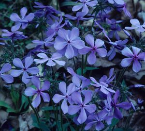 Phlox divaricata (Wild Sweet William)