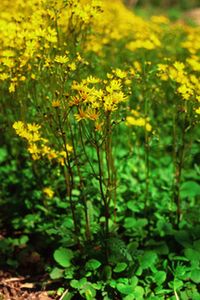 Packera obovatus (Squaw-weed)