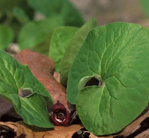 Asarum canadense (Wild Ginger)