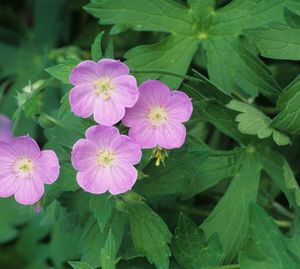 Geranium maculatum (Wild Geranium)