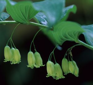 Polygonatum biflorum (Solomon's Seal)