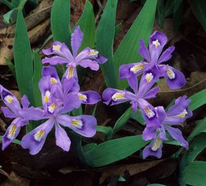 Iris cristata (Crested Iris)