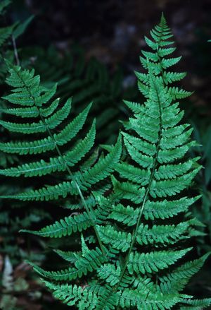 Athyrium filix-femina (Lady Fern)