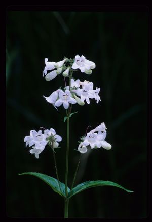 Penstemon digitalis (Foxglove Beard Tongue)