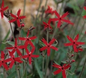 Silene virginica (Fire Pink)