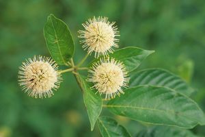 Cephalanthus occidentalis (Buttonbush)