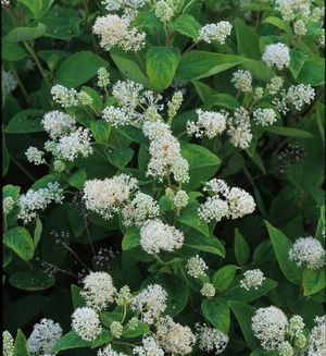 Ceanothus americanus (New Jersey Tea)