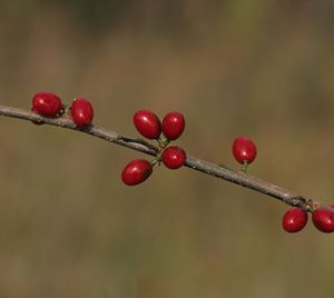 Lindera benzoin (Spicebush)