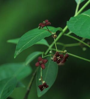 Euonymus atropurpureus (Wahoo)