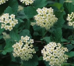 Physocarpus opulifolius (Ninebark)