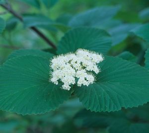 Viburnum dentatum (Arrowwood Viburnum)