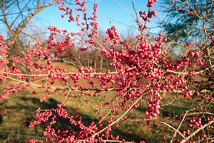 Ilex decidua (Deciduous Holly)