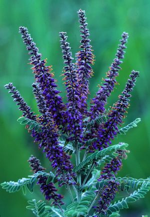 Amorpha canescens (Lead Plant)