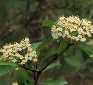 Viburnum prunifolium (Black Haw Viburnum)