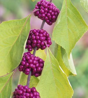 Callicarpa americana (American Beautyberry)