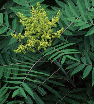 Rhus glabra (Smooth Sumac)