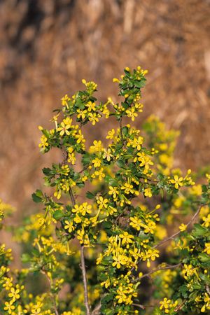 Ribes odoratum (Golden Currant)