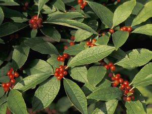 Ilex verticillata (Winterberry Holly)