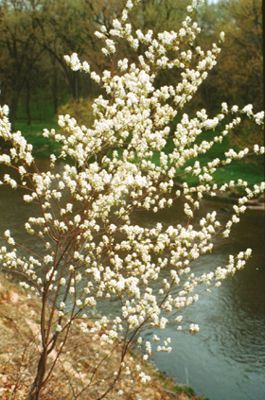 Amelanchier arborea (Serviceberry)