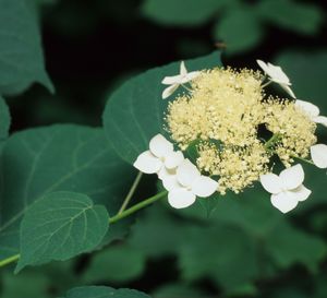 Hydrangea arborescens (Wild Hydrangea)