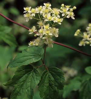 Clematis virginiana (Virgin's Bower)