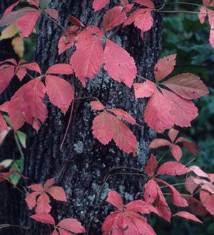 Parthenocissus quinquefolia (Virginia Creeper)