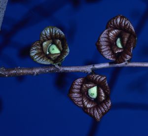 Asimina triloba (Pawpaw)