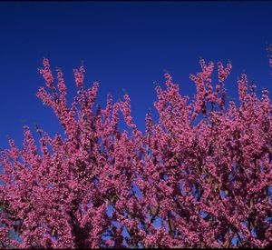 Cercis canadensis (Eastern Redbud)