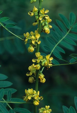 Senna (Cassia) marilandica (Wild Senna)