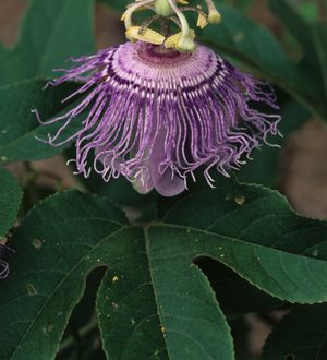 Passiflora incarnata (Passion Flower)