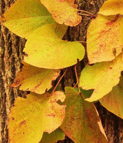 Tilia americana (American Basswood)