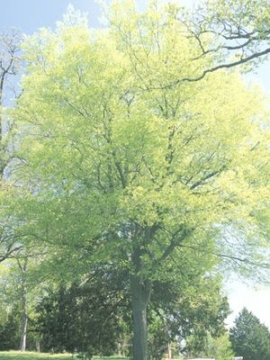 Celtis occidentalis (Hackberry)