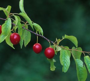 Prunus americana (Wild Plum)