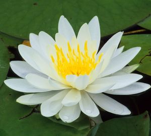 Nymphaea odorata (Water Lily)