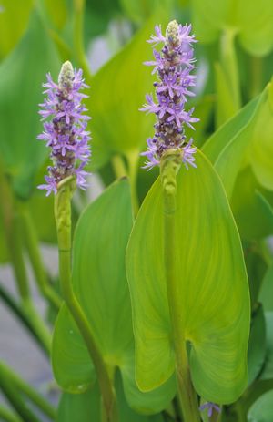 Pontederia cordata (Pickerel Plant)