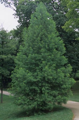 Taxodium distichum (Baldcypress)