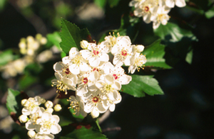 Crataegus viridis (Green Hawthorn)