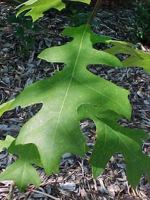 Quercus texana (Spanish Oak)