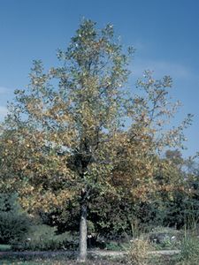 Quercus lyrata (Overcup Oak)