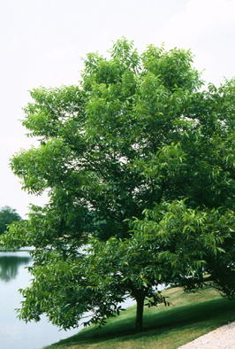 Carya illinoensis (Pecan)