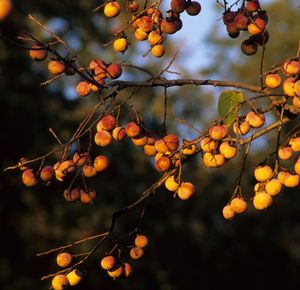 Diospyros virginiana (Persimmon)