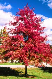 Quercus palustris (Pin Oak)