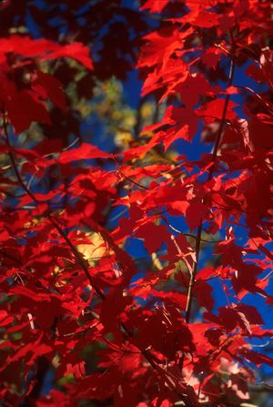 Acer rubrum (Red Maple)