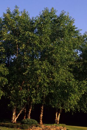 Betula nigra (River Birch)