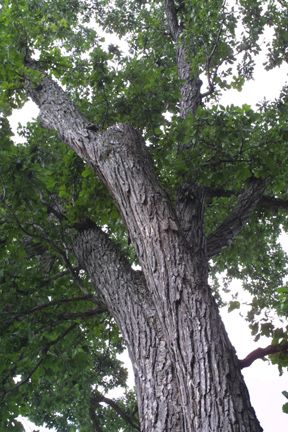 Quercus bicolor (Swamp White Oak)